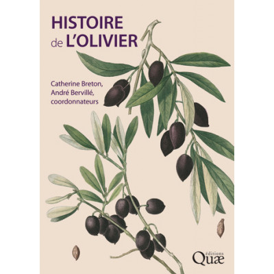 L'histoire de l'olivier
